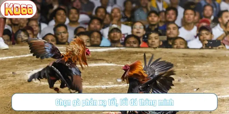 Chọn gà phản xạ tốt, lối đá thông minh