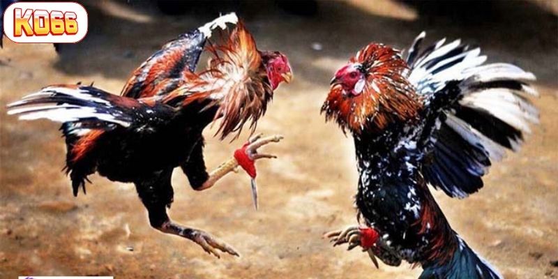 đá gà cựa sắt