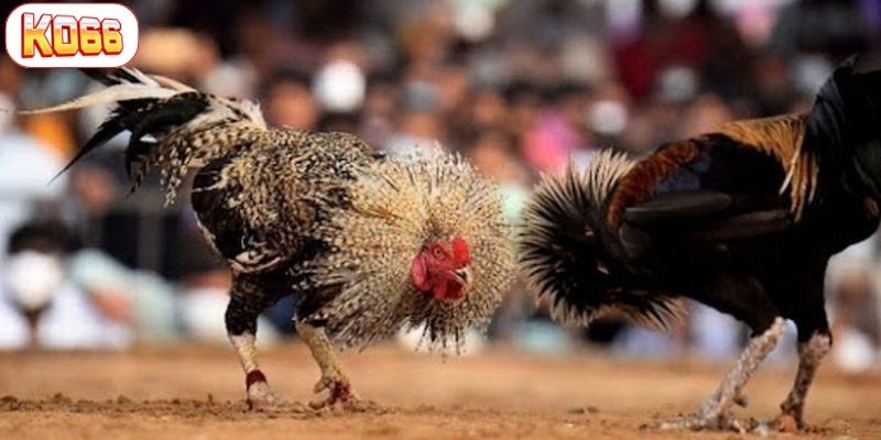 đá gà cựa sắt