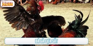 đá gà cựa sắt