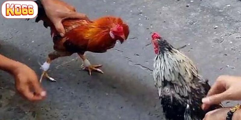đá gà cựa tròn