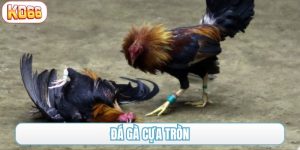 đá gà cựa tròn