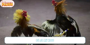 chiến thuật đá gà mỹ đỉnh đến từ Ko66