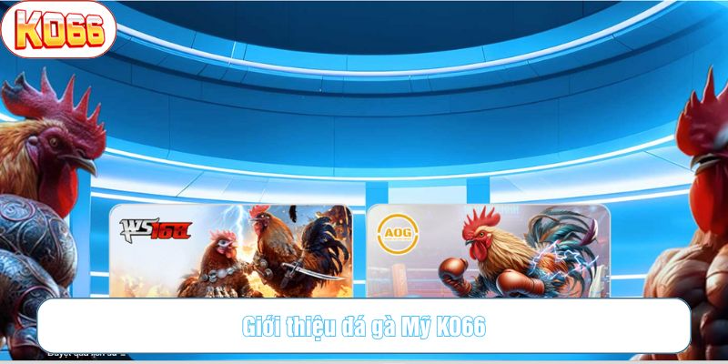 Đá gà Mỹ KO66 là hình thức đá cựa sắt với thời gian trận đấu ngắn