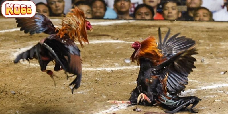 đá gà peru