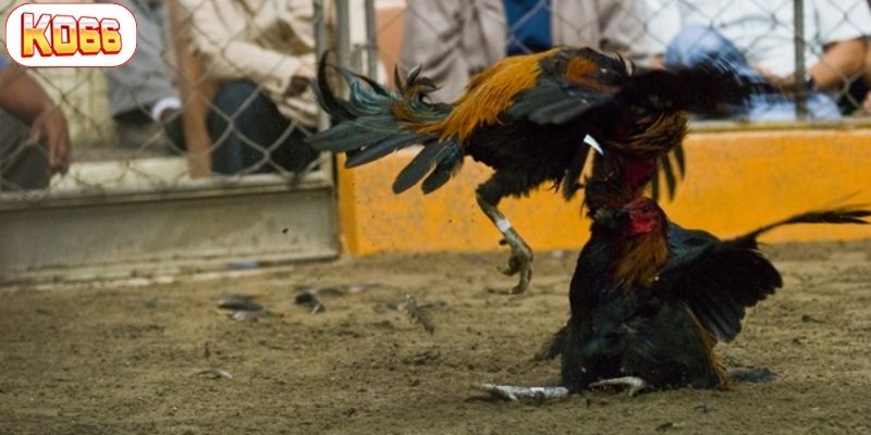đá gà peru