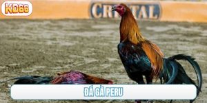 đá gà peru