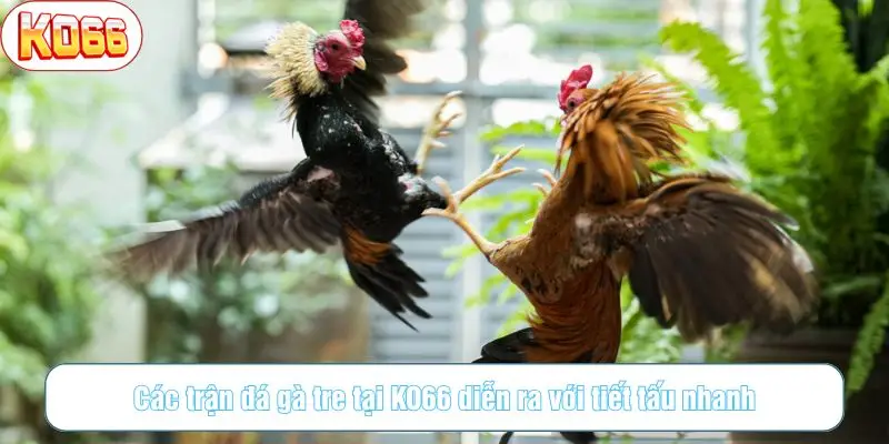 Các trận đá gà tre tại KO66 diễn ra với tiết tấu nhanh