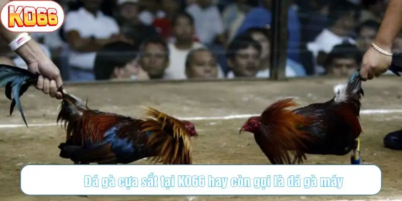 Đá gà cựa sắt tại KO66 hay còn gọi là đá gà máy