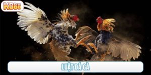 luật đá gà