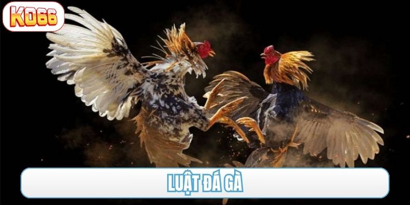 luật đá gà
