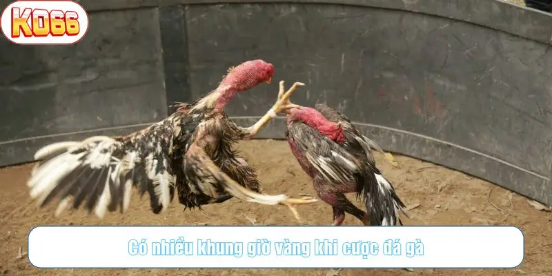 Có nhiều khung giờ vàng khi cược đá gà
