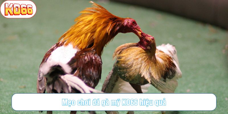 Gà ra đòn chủ động ngay từ đầu thường có tỷ lệ thắng cao