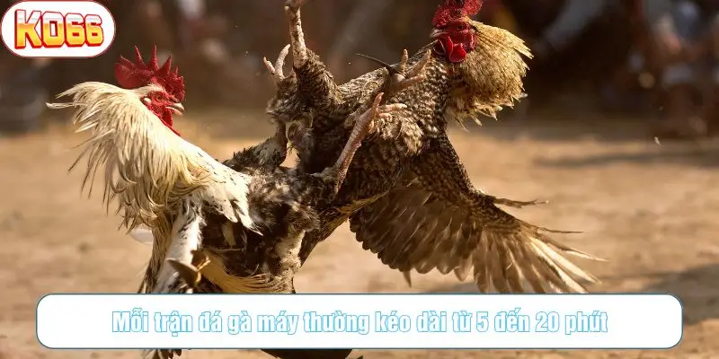 Mỗi trận đá gà máy thường kéo dài từ 5 đến 20 phút