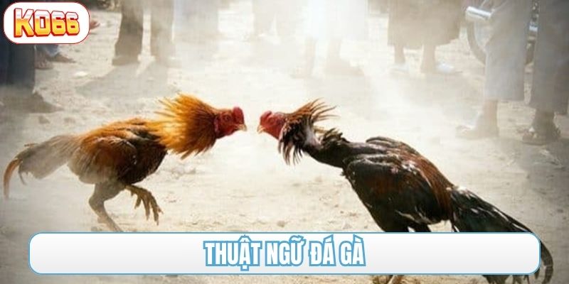 thuật ngữ đá gà