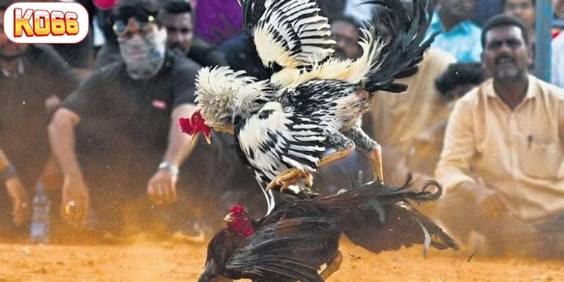 thuốc đá gà bịp