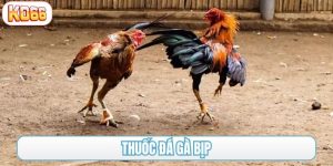 thuốc đá gà bịp
