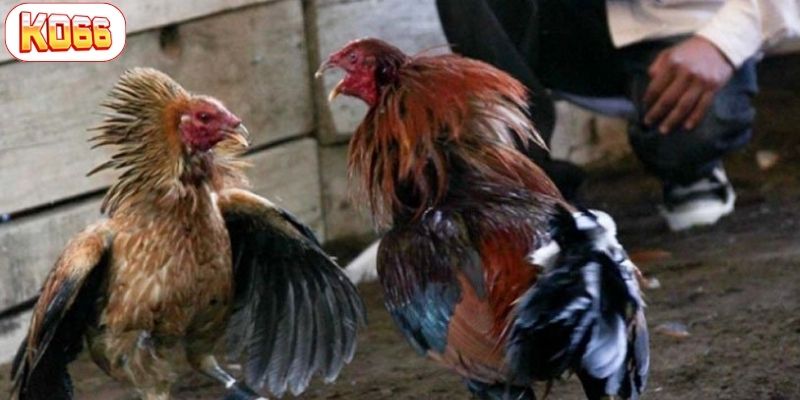 xem đá gà có bị phạt không