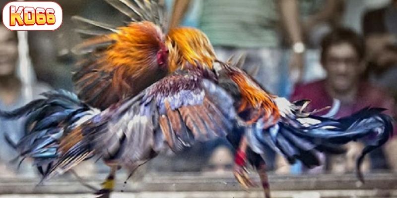 xem đá gà có bị phạt không