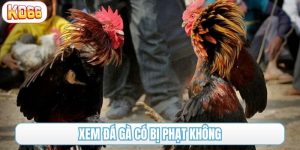 xem đá gà có bị phạt không