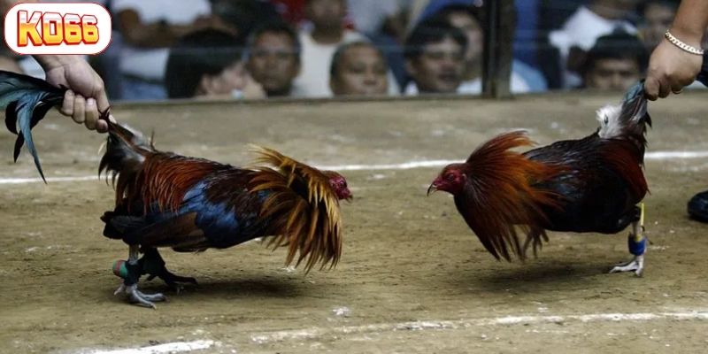 xem ngày đá gà