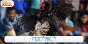 xem ngày đá gà